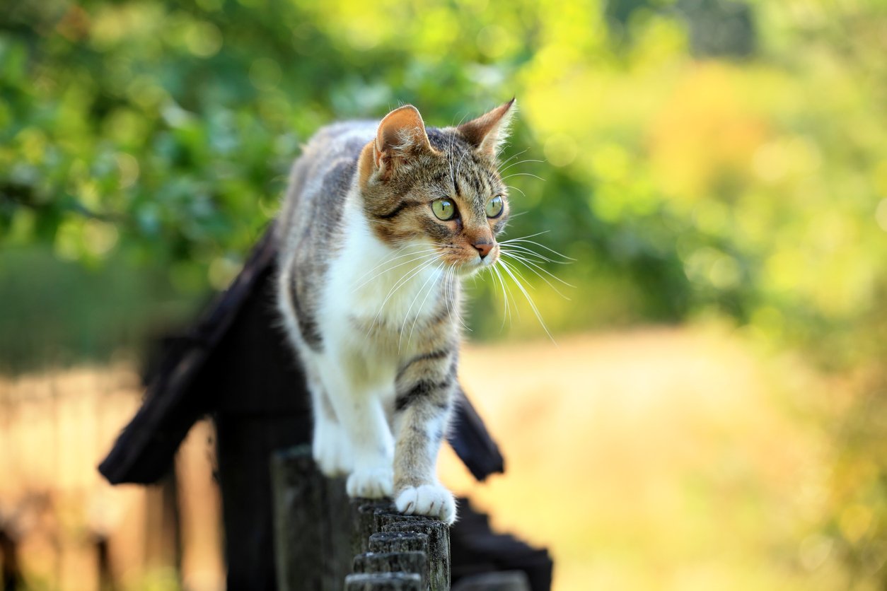 3 Ways to Treat a Cat Tail Injury Symptoms, Causes, Diagnosis & Treatments